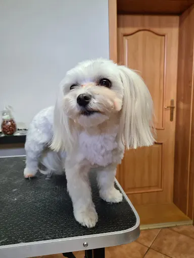 Psi fryzjer w Twoim domu